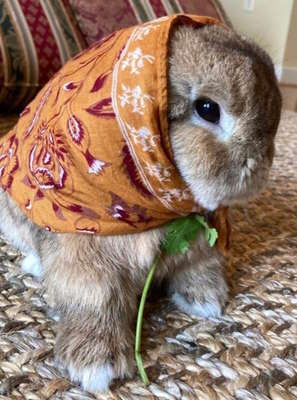image of a small brown rabbit with a head scarf sitting on a carpet indoors